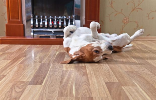 Best Flooring For Dogs That Urinate Frequently Wall Ebuilders