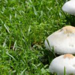 Mushrooms on Your Lawn