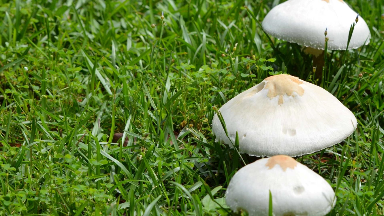 Mushrooms on Your Lawn