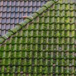 Moss Bad for Your Roof