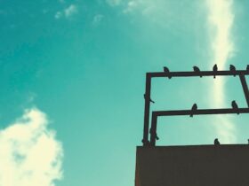 Bird-Proofing-Solutions